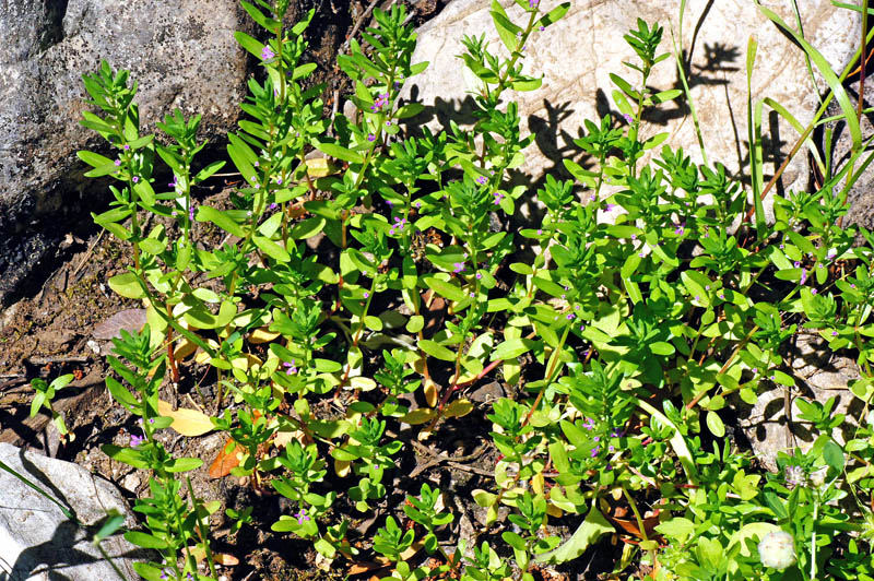 Lythrum thymifolia / Salcerella con foglie di timo